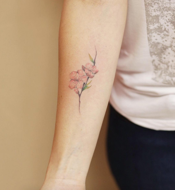 Cherry blossoms by Luiza Oliveira