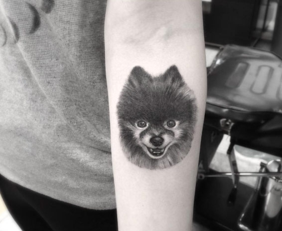 Pomeranian Tattoo on Forearm by Brian Woo