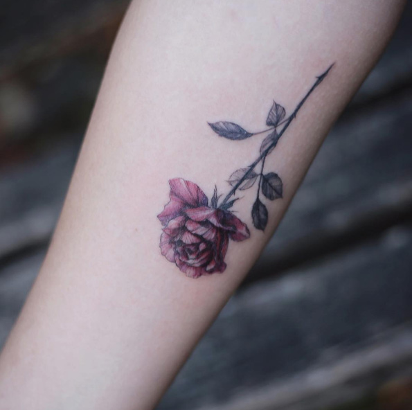 Gorgeous rose by Tattooist Flower