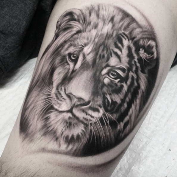 Half lion half tiger by Becky Slater