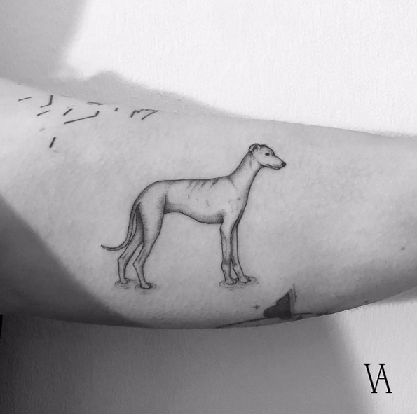 Greyhound by Violeta Arus