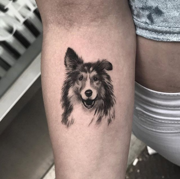 Sheltie by Max