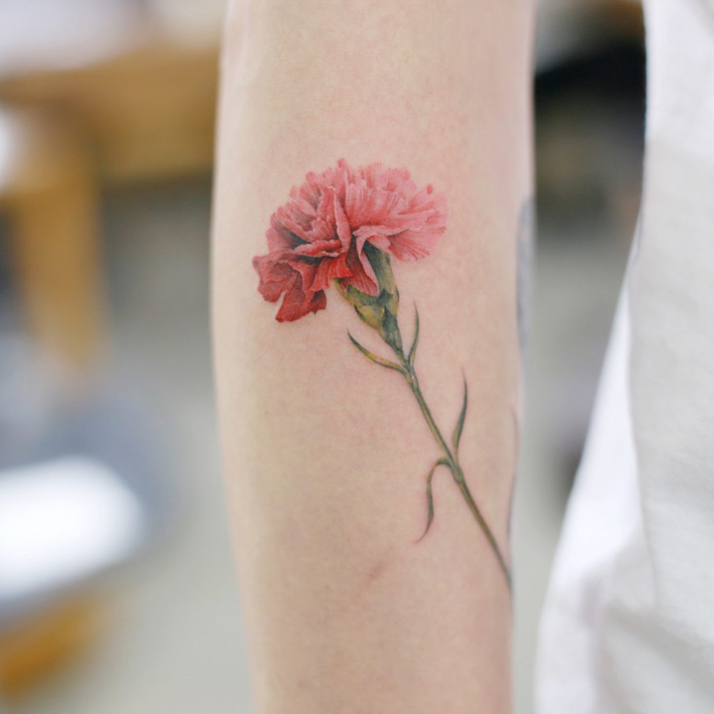 Carnation by Doy